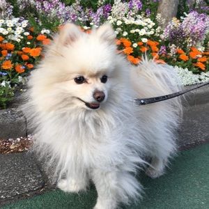 Meet your Posher, Akiko